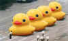 Yellow-rubber-duck-008.jpg (26247 bytes)